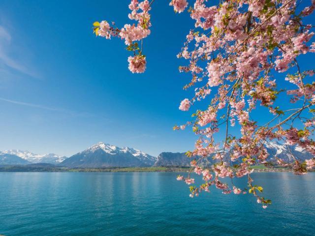Schoene Ferienwohnung Mit Seeblick Thun Eksteriør billede